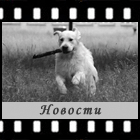 Новости