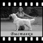 Выставки